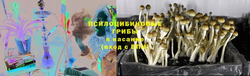 Псилоцибиновые грибы Psilocybe  цена наркотик  Цоци-Юрт 