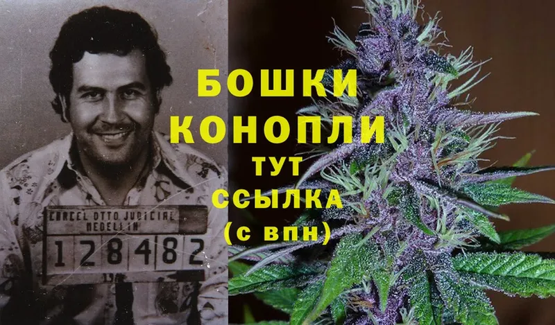 Конопля OG Kush  Цоци-Юрт 